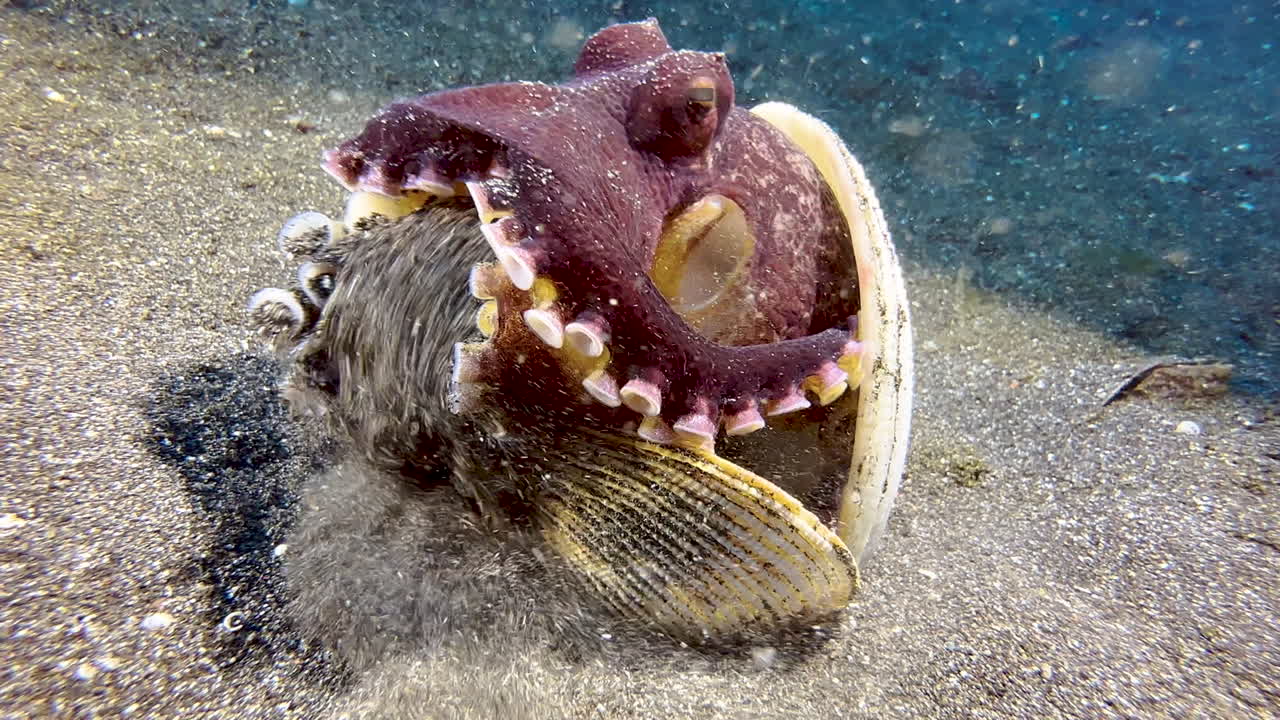 Polpo noce di cocco che pulisce la sua casa composta da tre conchiglie.