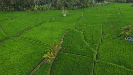 aerial view rice paddies drone flying over rice terrace agricultural farmlands crop farms of rural asia 4k