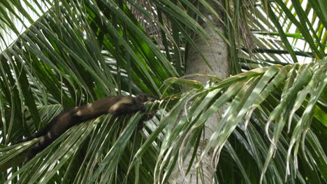 el capuchino de cabeza blanca (cebus capucinus) descansando en una hoja de guiana.