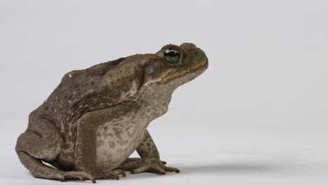 cane toad marine toad side profile close up - isolated on white background