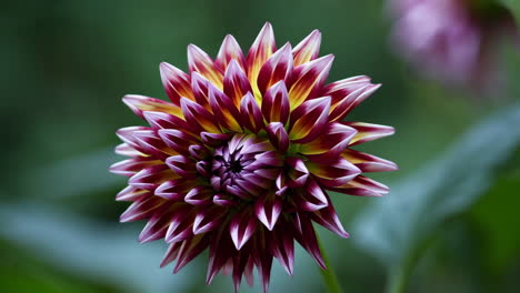 close-up of a dahlia flower bud and bloom