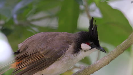 Ein-Rotbartbulbul-Hockt-Auf-Einem-Baumzweig-Und-Pflegt-Sich-Selbst,-Nahaufnahme,-Unscharfer-Hintergrund,-Zeitlupenclip