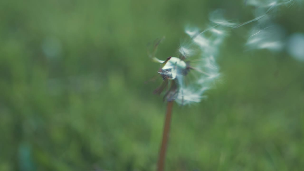 las semillas de hierba de diente de león vuelan con el viento