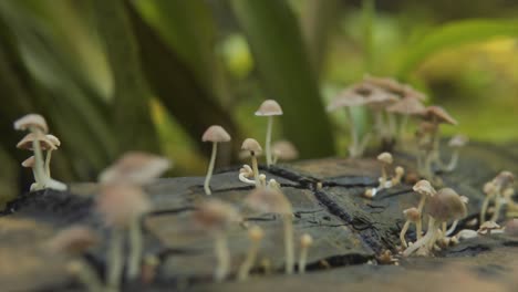 increíble foto de hongos silvestres floreciendo en el tronco del árbol