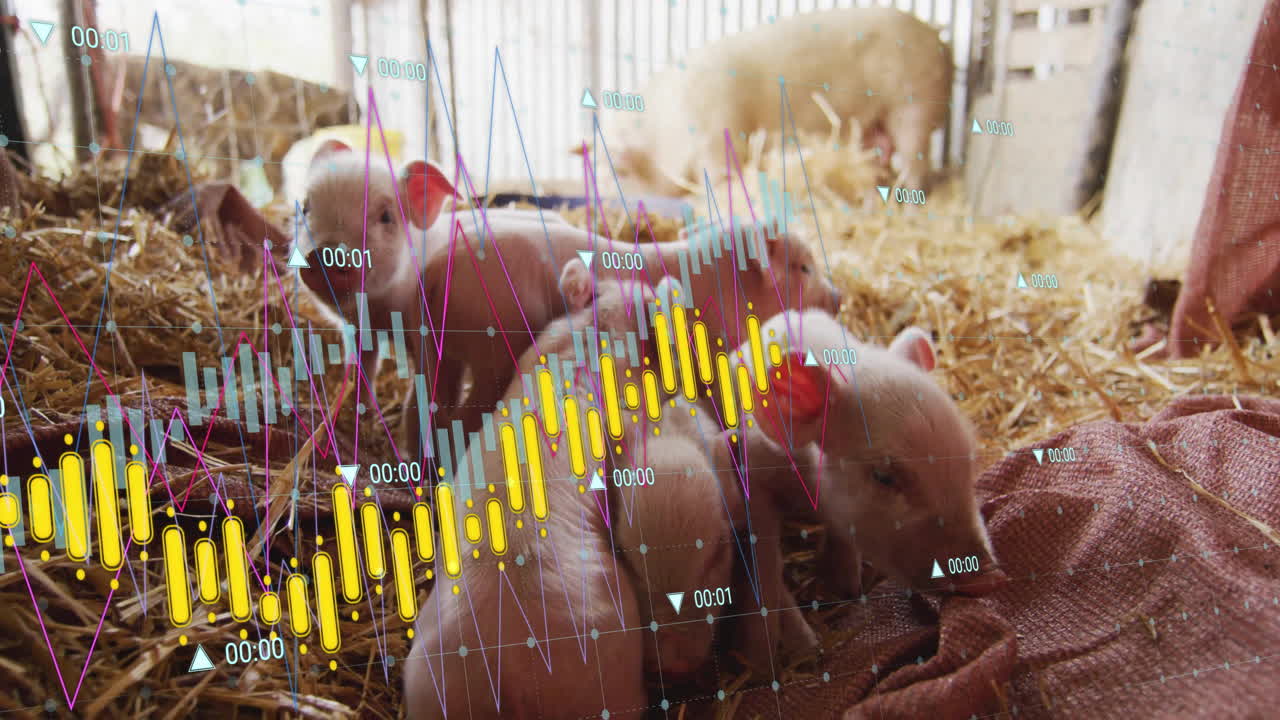 으로 된 돼지 새끼, 그 위에 금융 데이터 처리 애니메이션이 있습니다.