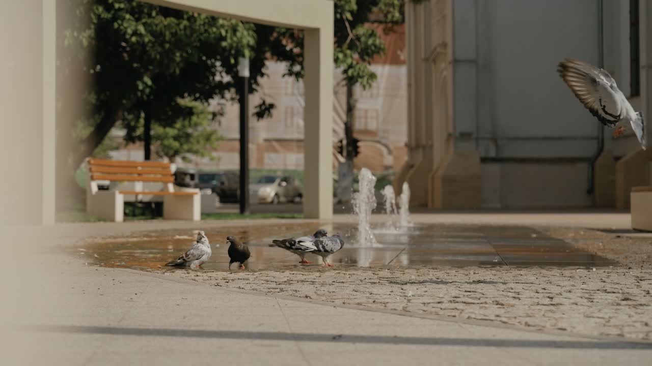 Urban park scene with pigeons near a small fountain, one captured mid-flight while others drink and walk around the wet pavement