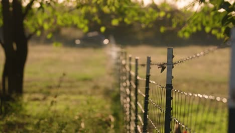 Spider-webs-blowing-off-fence-on-Missouri-chicken-farm,-slow-motion-dreamy-golden-hour-footage