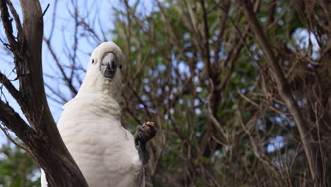 cockatoo eating in a tree in melbourne