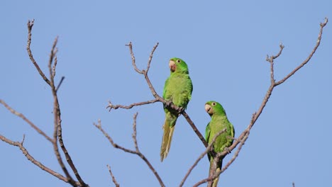 a pair of white-eyed parakeet, psittacara leucophthalmus spotted in the wild perching up high on leafless tree branch against cloudless blue sky during mating season, close up shot