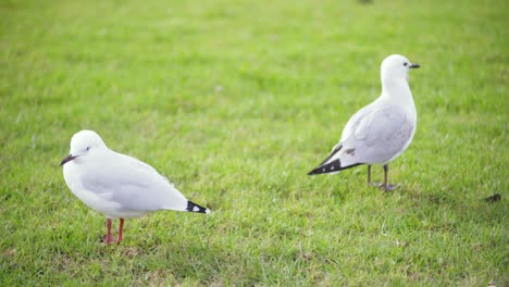 Zwei-Vögel-Auf-Dem-Gras