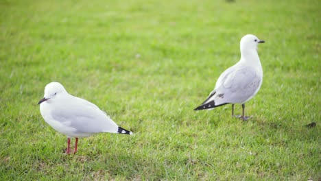 dos pájaros en la hierba
