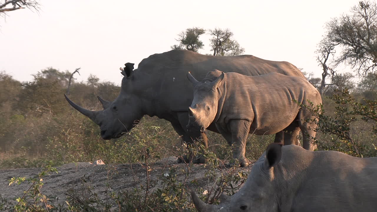젊은 코 ⁇ 소 와  ⁇ 은 코 ⁇ 소 는 사이드 사이드 로 서서 크기 차이 를 나타 ⁇ 니다