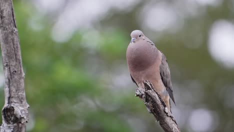 Frontal-view-of-grey-Eared-dove,-chest-puffed-out,-small-eyes-blinking,-standing-on-branch