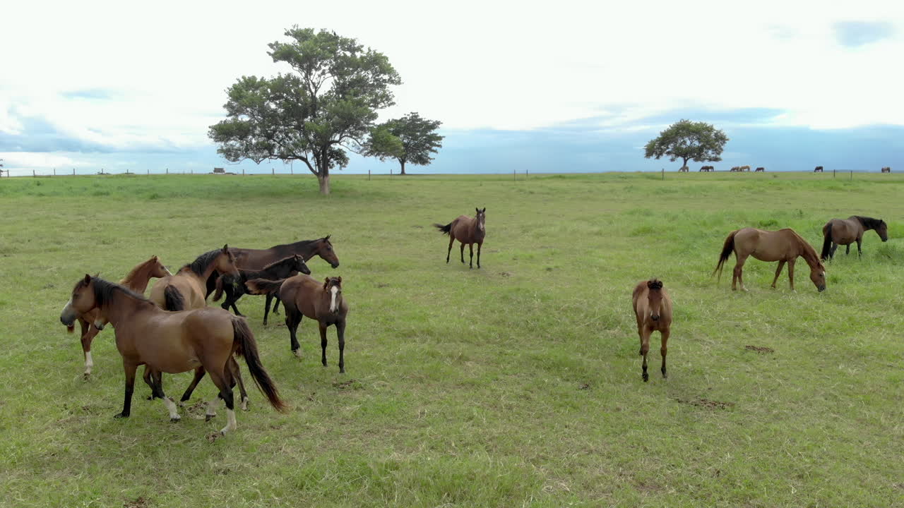 caballos en un pasto de verano