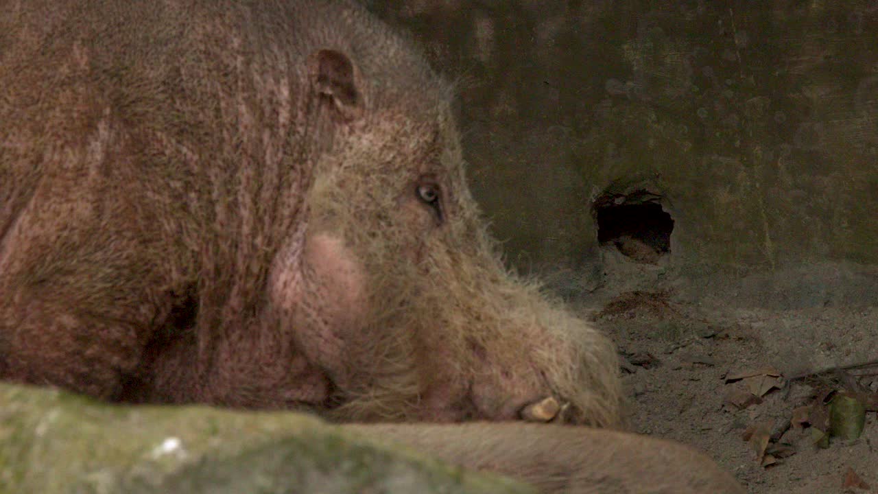 Un cinghiale barbuto del Borneo poggia la testa a terra in un primo piano di profilo.