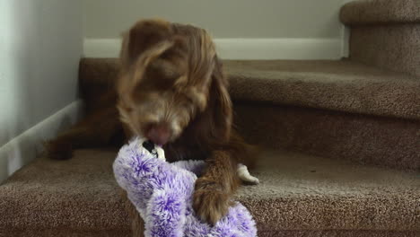 aussiedoodle puppy playing with a plush toy