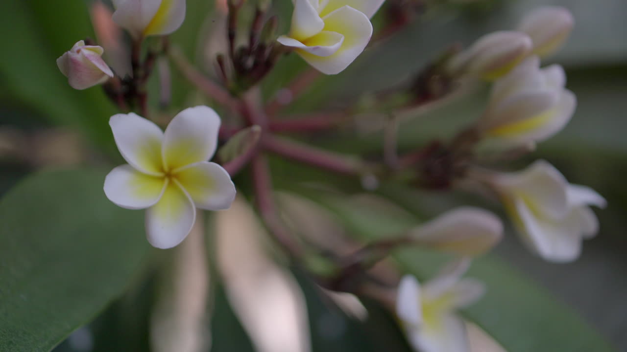 flores de plumeria en primer plano