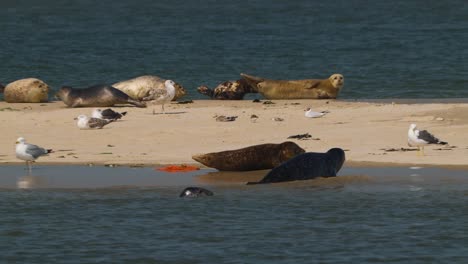 seals and birds relaxing on sandbank at texel in netherlands