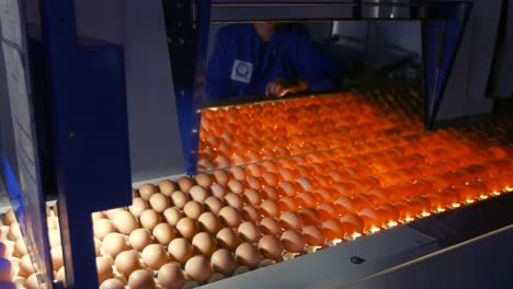 eggs moving on the production line