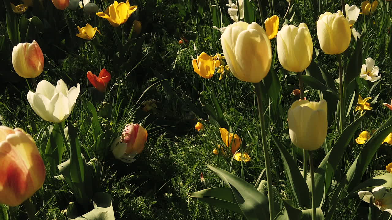 Tulips during easter on a field