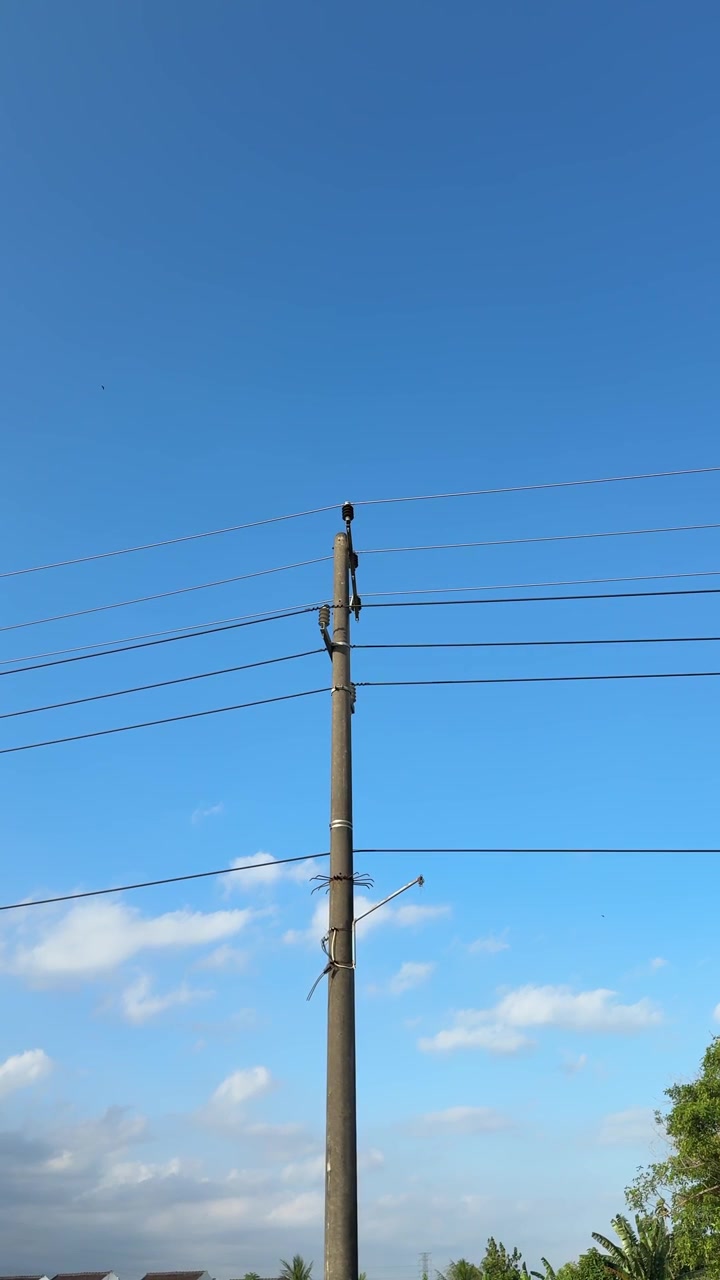 Bird Perched on Top of a Utility Pole Against a Blue Sky
