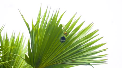 Baya-weaver-Bird-making-nest-on-Asian-palmyra-palm-tree