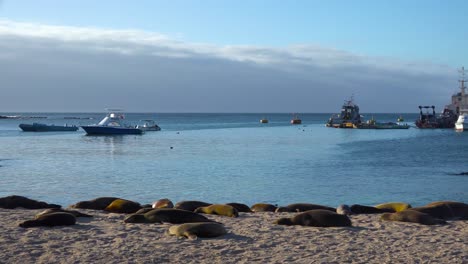 dozens of sea lions lounge on the beach at puerto baquerizo moreno harbor the capital city of the galapagos islands ecuador 2