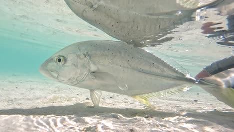un pescador libera pequeños peces trevally en aguas tropicales claras sobre la arena en cámara lenta