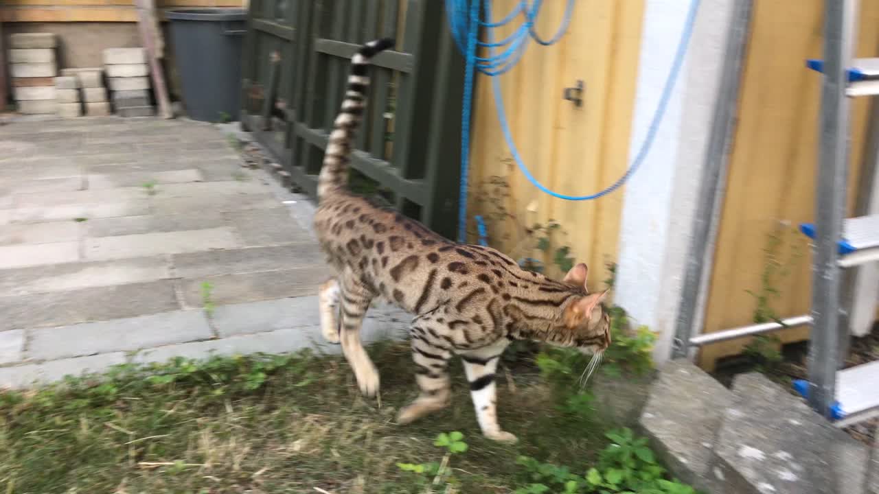 A bengal cat outside