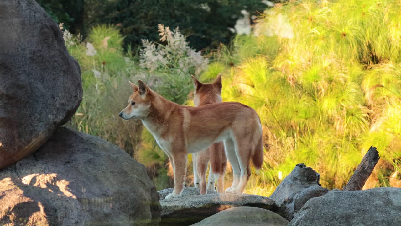 dos dingoes interactuando en un área rocosa
