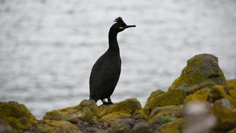 close up of a common shag resting on edge of the cliff on a cloudy day