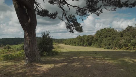 Heathland-trail-in-the-New-Forest-Hampshire,-dolly-out-shot