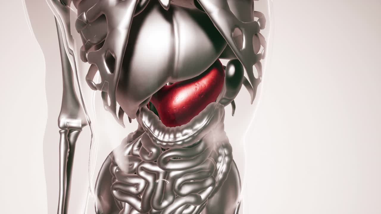 modelo de estómago humano con todos los órganos y huesos