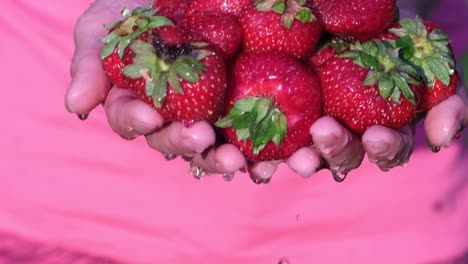 hands holding fresh, washed strawberries
