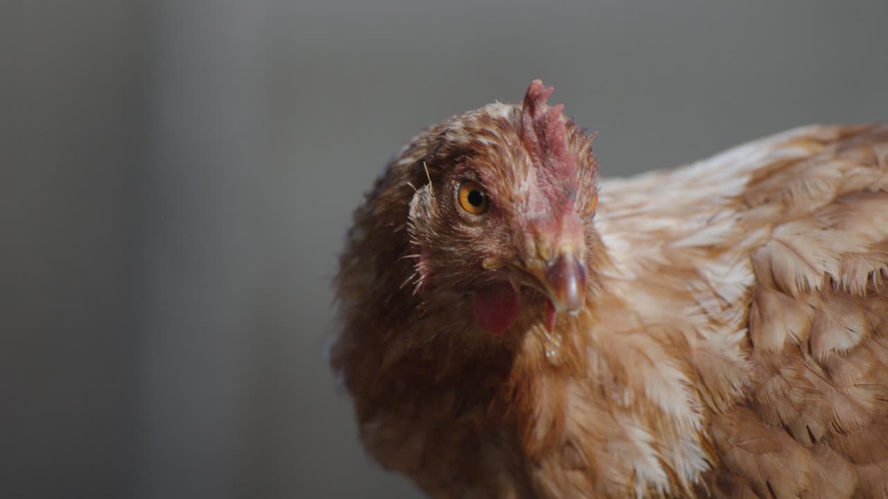 Close-up of a chicken standing outdoors, basking in the sunshine. The warm light highlights its vibrant feathers, capturing a peaceful moment in a natural farm setting.