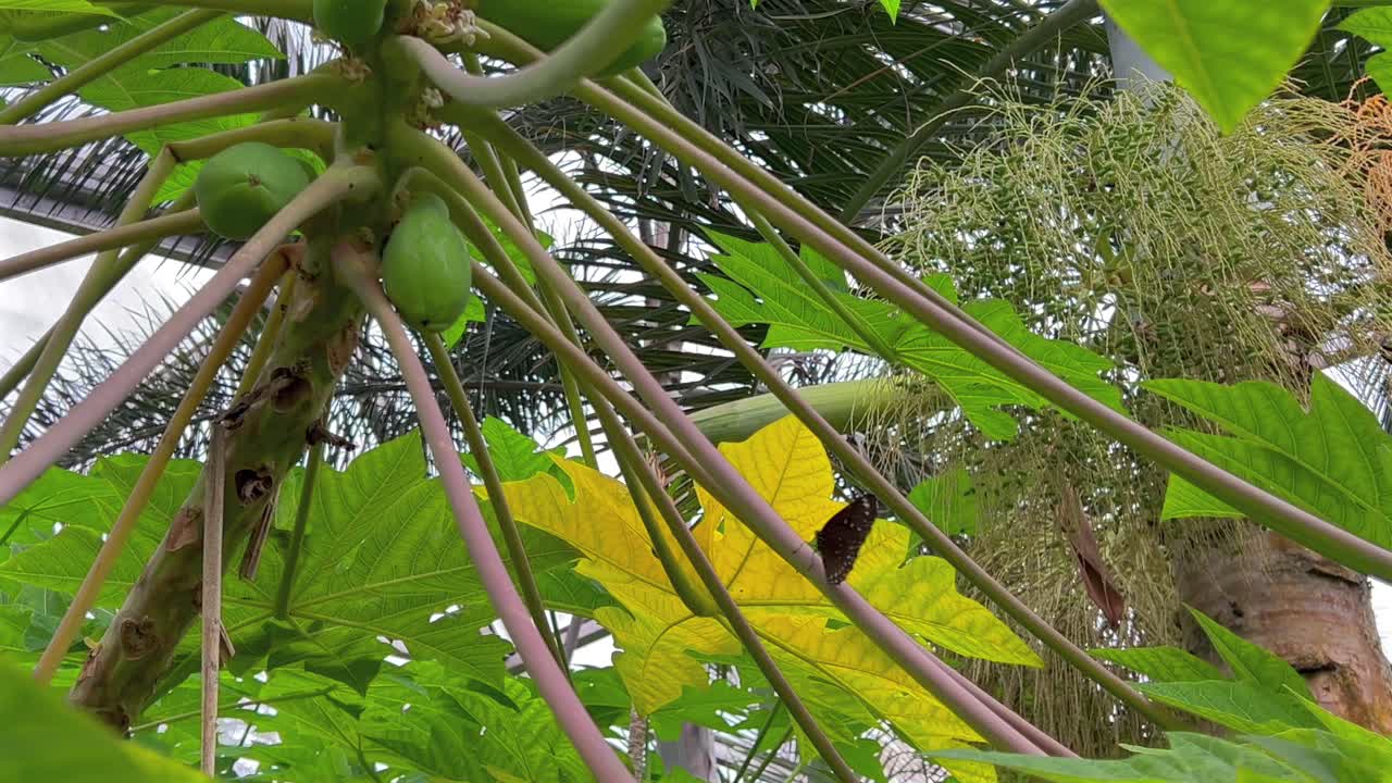 una mariposa se sienta junto a un árbol de mango