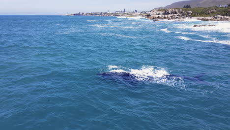 Southern-Right-Wale-In-Der-Nähe-Der-Felsigen-Küste,-Walker-Bay,-Hermanus