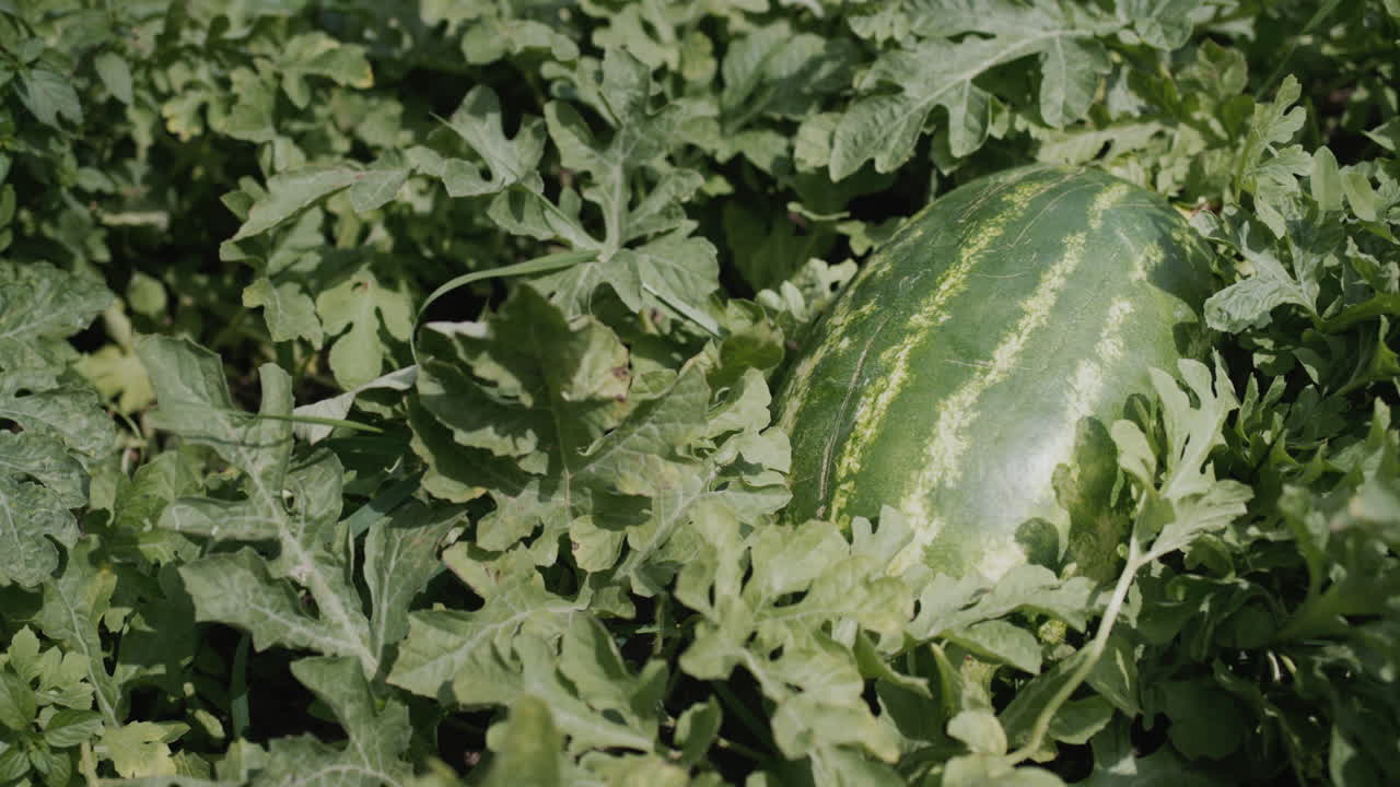 A large striped watermelon ripens on a chestnut
