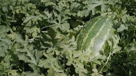 a large striped watermelon ripens on a chestnut