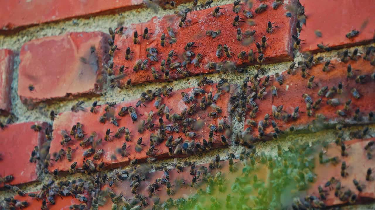 Colonia di api mellifere in un muro di mattoni di pietra. Primo piano.