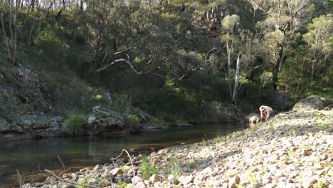 a fisherman casts a line into a high country river in victoria