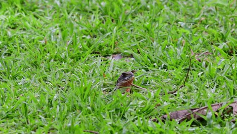 Gemeine-Schmetterlingseidechse-Auf-Grünem-Gras-Im-Huai-Kha-Khaeng-Wildschutzgebiet---Statischer-Schuss