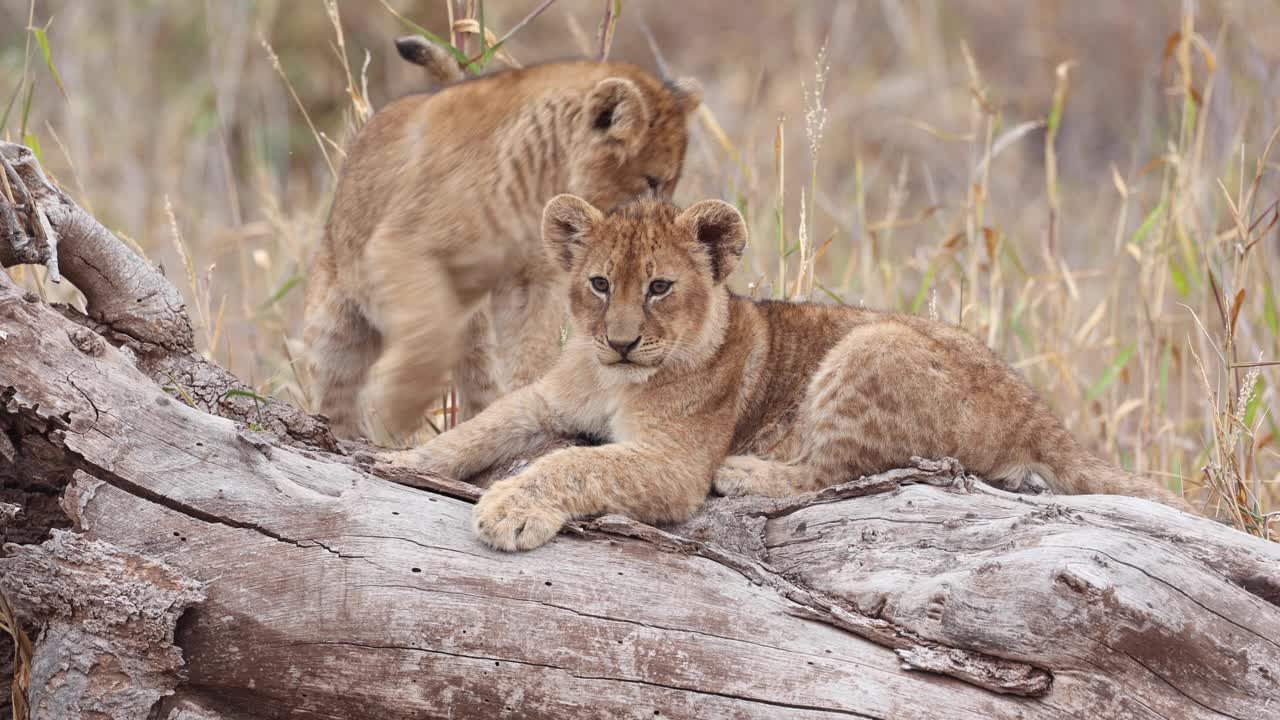 closeup de dois filhotes deitado em uma árvore caída