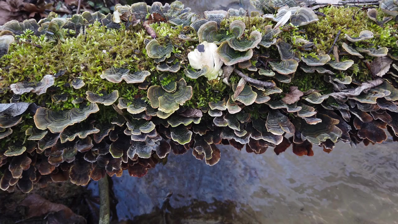 Funghi di bosco su un tronco d'albero. Cerrena unicolor, comunemente conosciuta come poliporo labirintico muschioso, cresce su un albero caduto