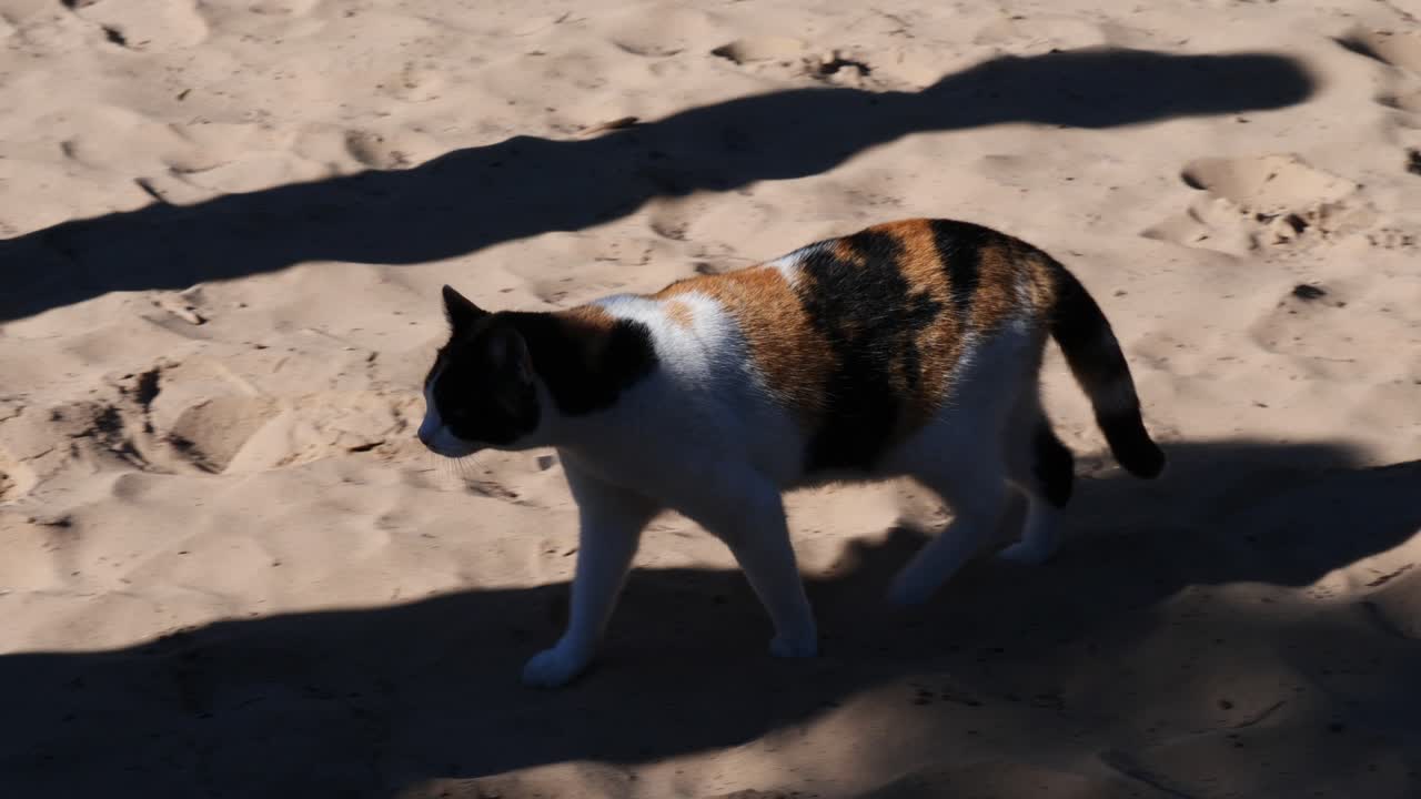 Orange, black, and white cat, walking on the sand and approaching the silhouettes of some people in slow motion