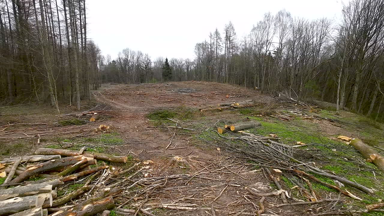 Felled stacked logs in the forest after cutting trees, cut off branches in a deforestation site