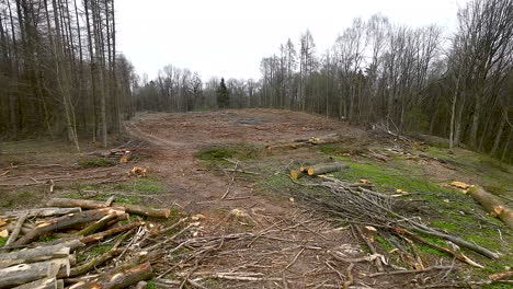 felled stacked logs in the forest after cutting trees, cut off branches in a deforestation site