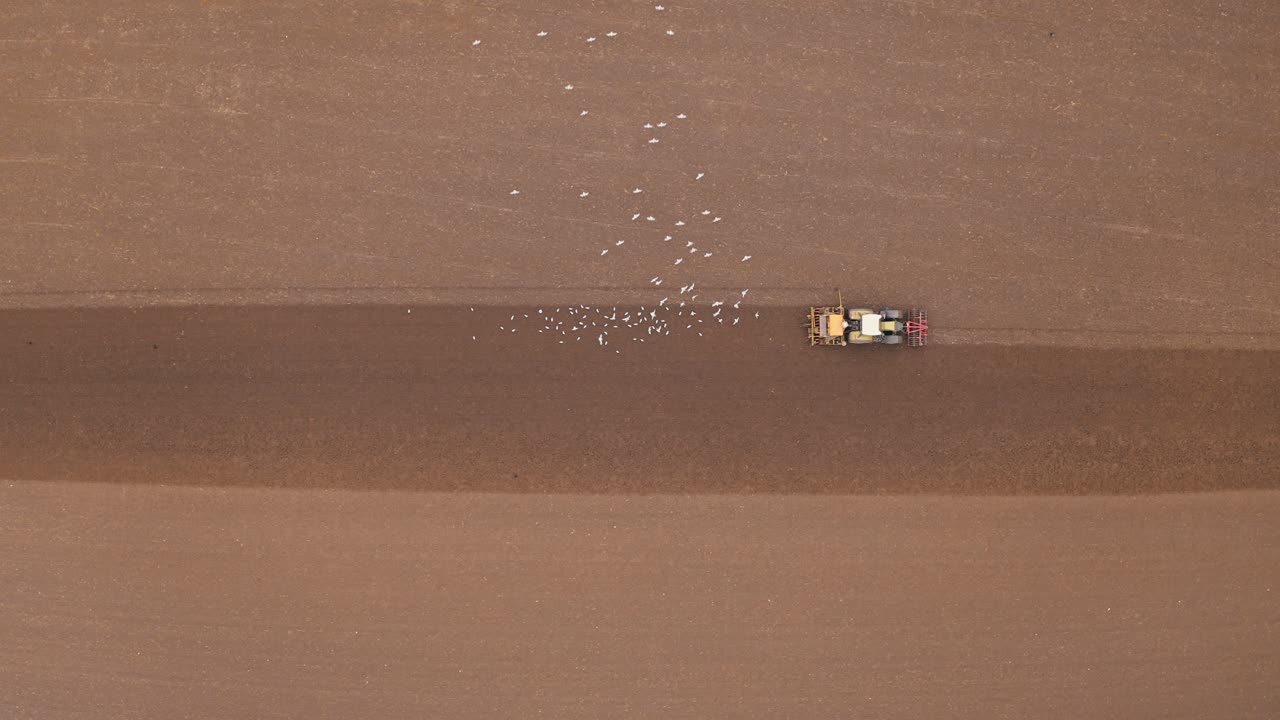 농경지에서 트랙터를 따라가는 바다표범의 잠금