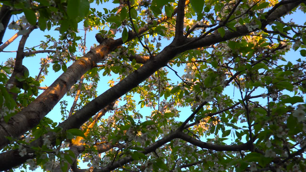 해질녘 사쿠라 벚꽃 나무 아래에서 오른쪽 팬을 향하여 위쪽으로 회전