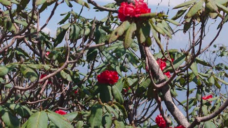 rhododendron laligurans rojo en la selva de nepal